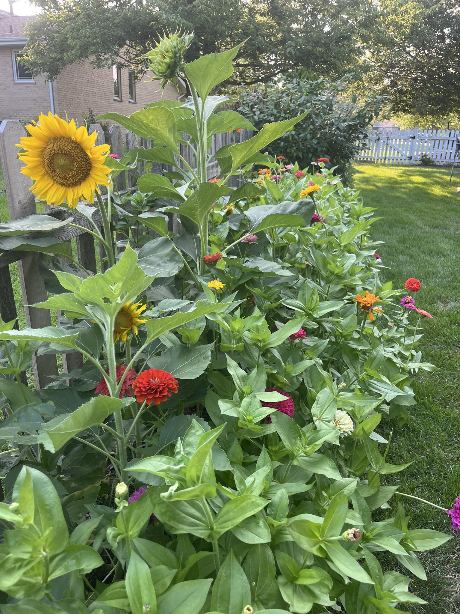 A backyard garden in late summer